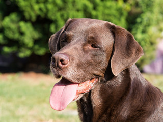 Brown Labrador Retriever Dog