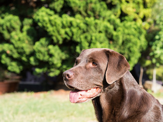 Brown Labrador Retriever Dog