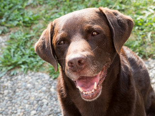 Brown Labrador Retriever Dog