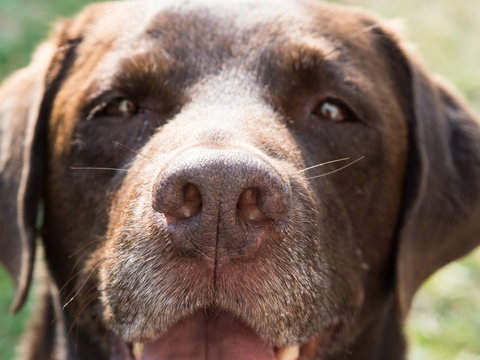 Brown Labrador Retriever Dog Nose Close Up