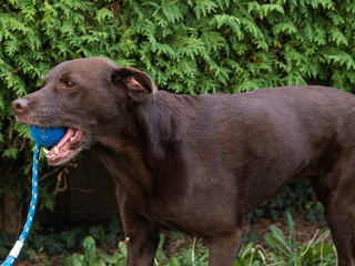 Brown Labrador Retriever Dog playing with a ball
