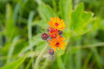 Orange wildflowers on a rustic meadow. Nature