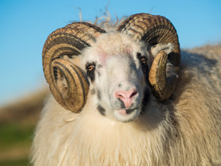 Cute and Furry Icelandic Sheep Grazing on Mountainside Grass 
