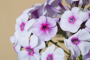 Delicate phlox flowers with a bright center isolated on a beige background, close-up.