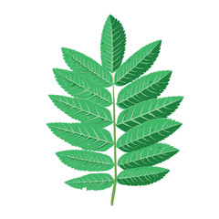 A branch of rowan tree with leaves . It can be used as a design element in projects and compositions. Vector illustration