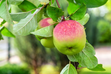 Close-up organic bio red green apples growing on tree branch in orchard. Beautiful fruit garden...