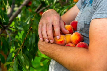 fresh peaches in male hands on a street near a tree