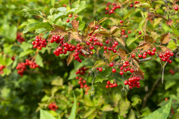 ripe red viburnum on branches of a bush