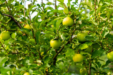 ripe green apples on the branches of a tree