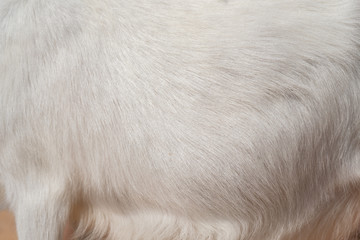 Skin white goat.