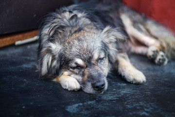 A stray dog sleeps on the porch near the door