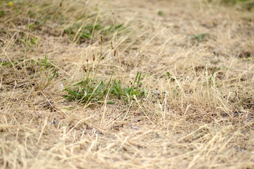 Dry grass