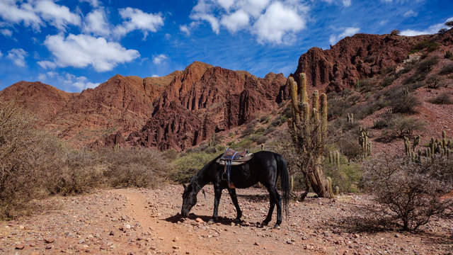 A horse takes a break during a riding tour of the Quebrada Palmira & Canyon del Inca, near Tupiza, Bolivia