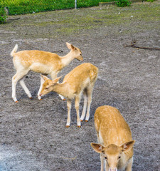 group of young small deer animals at animal farm