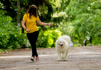 Big dog (Husky, Samoyed) at the park.