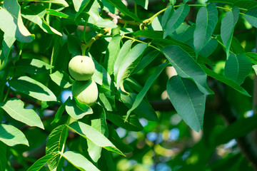 Walnut fruits grow on the tree. Unripe nuts.