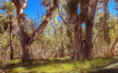 Millstream Homestead