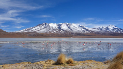 Flamingos feeding on the frozen waters of Laguna Hedionda, Sud Lipez, Uyuni, Bolivia © Mark