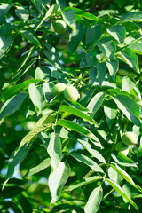 Walnut fruits grow on the tree. Unripe nuts.