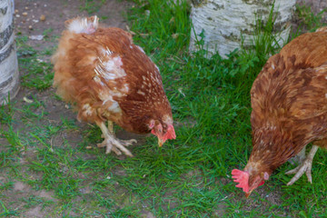 Chicken walk around the yard in the village in the spring