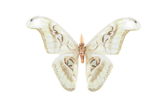 A giant moth isolated on white background