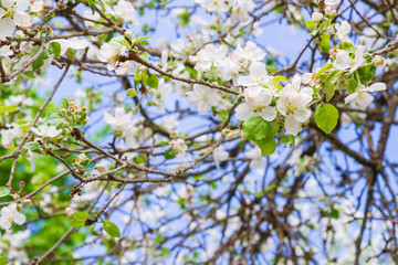 Apple tree blooms in spring in clear weather