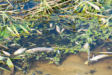 Dead fish in the river because of pollution of the river.