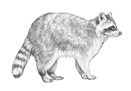 Raccoon sketch. Hand drawn coon illustration in pencil of racoon standing in side view isolated on a white background.
