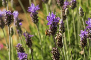 A busy bee colecting nectar from lavanda flowers