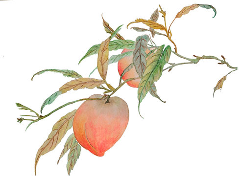 
On the watercolor is a branch with two beautiful ripe peaches. Illustration executed in сhinese style, isolated on white background.