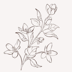Wild  flowers. Element for design. Hand-drawn contour lines and strokes.