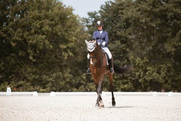 Traversale eines Pferdes in der Dressur auf einem Turnier in der Dressur