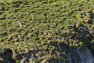 Borgarfjörður Eystri Harbor Puffins