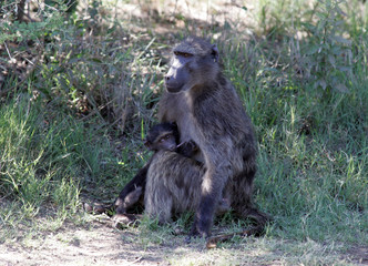 Baboons