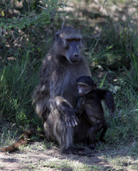 Baboons