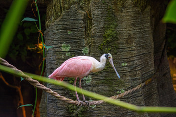 Obraz premium Pink and White Bird