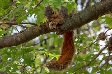Naklejka na ściany i meble Squirrel In A Tree