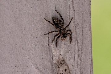 Hello, Mr. Spider