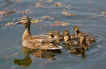 Momma Duck And Her Ducklings