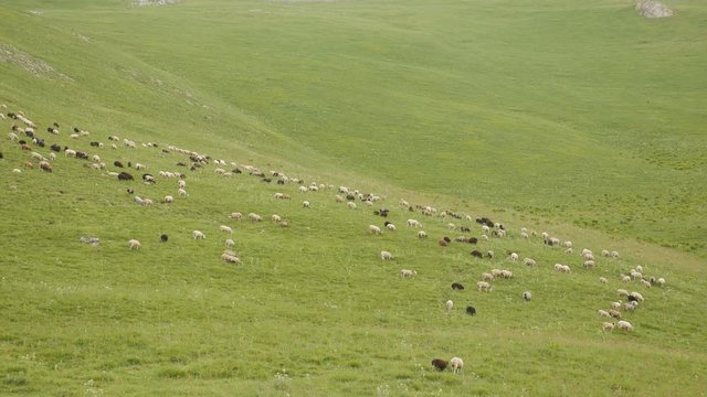 on the mountain graze white and black sheep in the summer on a green meadow
