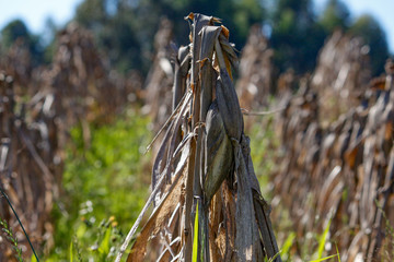 Plantação de milho