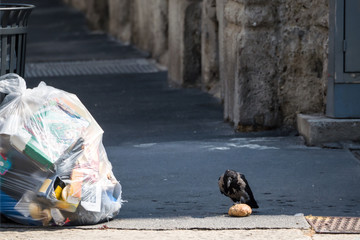 in the city a crow procures lunch from a bag of abandoned waste,Milan. Italy