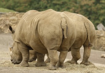 Naklejka premium Dwa nosorożce 1