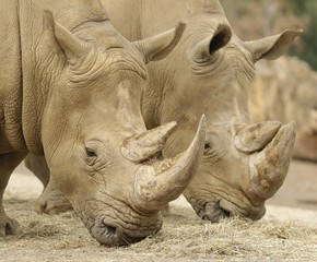 Rhino 2