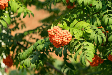 Clusters of Rowan are photographed on a tree.