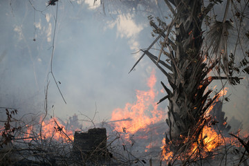 bush fire in Africa with palm tree