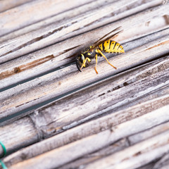 Wasp on reed gathering up material for the nest.