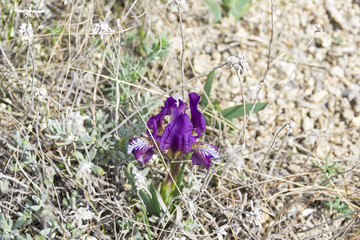 Blossoming blue iris on a mountain meadow.