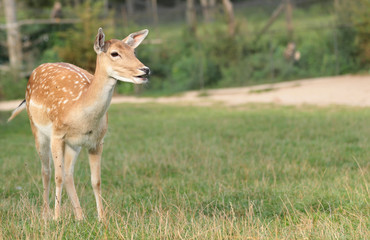 Naklejka na ściany i meble young roe-deer in the meadow, young fawn