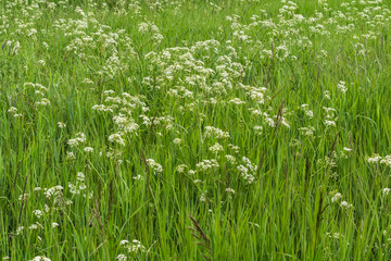 Flowering of field grasses in summer